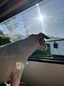 Millie the Jack Russell on board a motorhome.